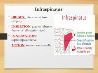 L9 muscles of upper limb [Autosaved].pptx