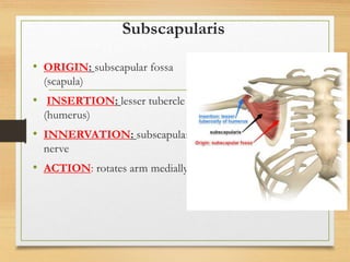 L9 muscles of upper limb [Autosaved].pptx