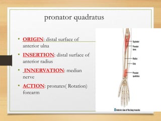 L9 muscles of upper limb [Autosaved].pptx