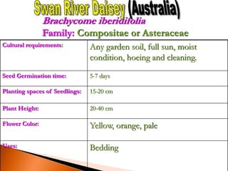 Cultural requirements: Any garden soil, full sun, moist
condition, hoeing and cleaning.
Seed Germination time: 5-7 days
Planting spaces of Seedlings: 15-20 cm
Plant Height: 20-40 cm
Flower Color: Yellow, orange, pale
Uses: Bedding
Brachycome iberidifolia
Family: Compositae or Asteraceae
 