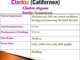 Cultural requirements: Medium soil, full sun, moist condition,
hoeing and removing the dead flowers.
Seed Germination time: 6-8 days
Planting spaces of Seedlings: 25-30 cm
Plant Height: 30-60 cm
Flower Color: Lilac, white rose, red, pink purple.
Uses: Bedding
Clarkia elegans
Family: Onagraceae
 