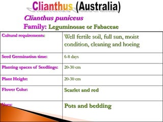 Cultural requirements: Well fertile soil, full sun, moist
condition, cleaning and hoeing
Seed Germination time: 6-8 days
Planting spaces of Seedlings: 20-30 cm
Plant Height: 20-30 cm
Flower Color: Scarlet and red
Uses: Pots and bedding
Clianthus puniceus
Family: Leguminosae or Fabaceae
 