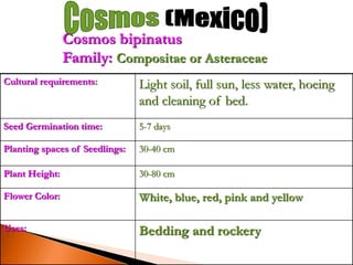 Cultural requirements: Light soil, full sun, less water, hoeing
and cleaning of bed.
Seed Germination time: 5-7 days
Planting spaces of Seedlings: 30-40 cm
Plant Height: 30-80 cm
Flower Color: White, blue, red, pink and yellow
Uses: Bedding and rockery
Cosmos bipinatus
Family: Compositae or Asteraceae
 