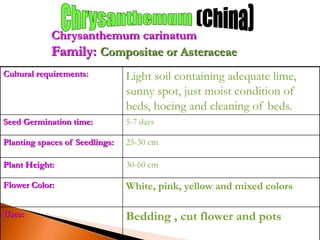 Cultural requirements: Light soil containing adequate lime,
sunny spot, just moist condition of
beds, hoeing and cleaning of beds.
Seed Germination time: 5-7 days
Planting spaces of Seedlings: 25-30 cm
Plant Height: 30-60 cm
Flower Color: White, pink, yellow and mixed colors
Uses: Bedding , cut flower and pots
Chrysanthemum carinatum
Family: Compositae or Asteraceae
 