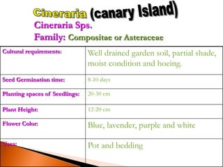 Cultural requirements: Well drained garden soil, partial shade,
moist condition and hoeing.
Seed Germination time: 8-10 days
Planting spaces of Seedlings: 20-30 cm
Plant Height: 12-20 cm
Flower Color: Blue, lavender, purple and white
Uses: Pot and bedding
Cineraria Sps.
Family: Compositae or Asteraceae
 