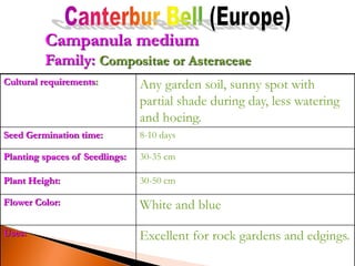 Cultural requirements: Any garden soil, sunny spot with
partial shade during day, less watering
and hoeing.
Seed Germination time: 8-10 days
Planting spaces of Seedlings: 30-35 cm
Plant Height: 30-50 cm
Flower Color: White and blue
Uses: Excellent for rock gardens and edgings.
Campanula medium
Family: Compositae or Asteraceae
 