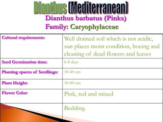 Cultural requirements: Well drained soil which is not acidic,
sun places moist condition, hoeing and
cleaning of dead flowers and leaves
Seed Germination time: 6-8 days
Planting spaces of Seedlings: 30-40 cm
Plant Height: 30-80 cm
Flower Color: Pink, red and mixed
Uses: Bedding.
Dianthus barbatus (Pinks)
Family: Caryophylaceae
 