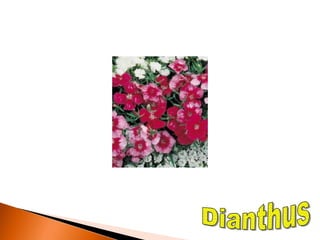 L 9 Winter annuals.pptx