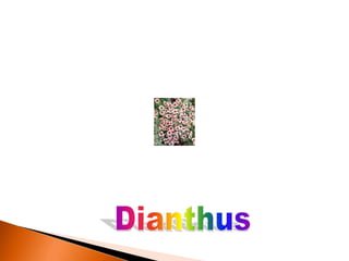 L 9 Winter annuals.pptx