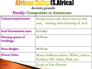 Cultural requirements: Sandy loam soil, thrive best in full
sun, hoeing and cleaning of bed.
Seed Germination time: 8-10 days
Planting spaces of
Seedlings:
25-30 cm
Plant Height: 20-30 cm
Flower Color: Many brilliant colors. White, yellow,
Golden, Off white, Pink etc.
Uses: Used as Cut flowers
Arctotis grandis
Family: Compositae or Asteraceae
 