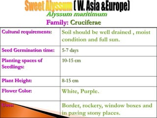 Cultural requirements: Soil should be well drained , moist
condition and full sun.
Seed Germination time: 5-7 days
Planting spaces of
Seedlings:
10-15 cm
Plant Height: 8-15 cm
Flower Color: White, Purple.
Uses: Border, rockery, window boxes and
in paving stony places.
Alyssum maritimum
Family: Cruciferae
 