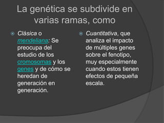 La genética se subdivide en                  varias ramas, comoClásica o mendeliana: Se preocupa del estudio de los cromosomas y los genes y de cómo se heredan de generación en generación.Cuantitativa, que analiza el impacto de múltiples genes sobre el fenotipo, muy especialmente cuando estos tienen efectos de pequeña escala.