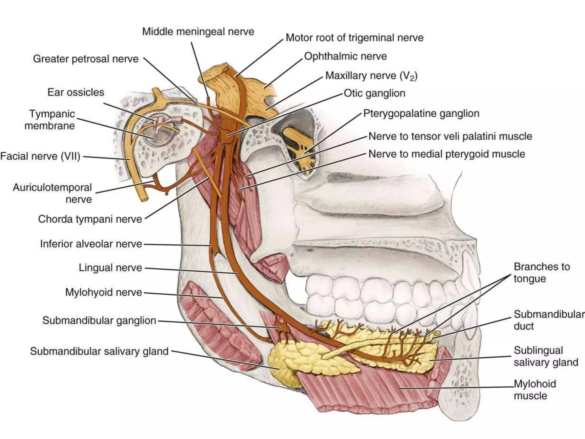 Tooth Nerve System Innervation of teeth | PPTX