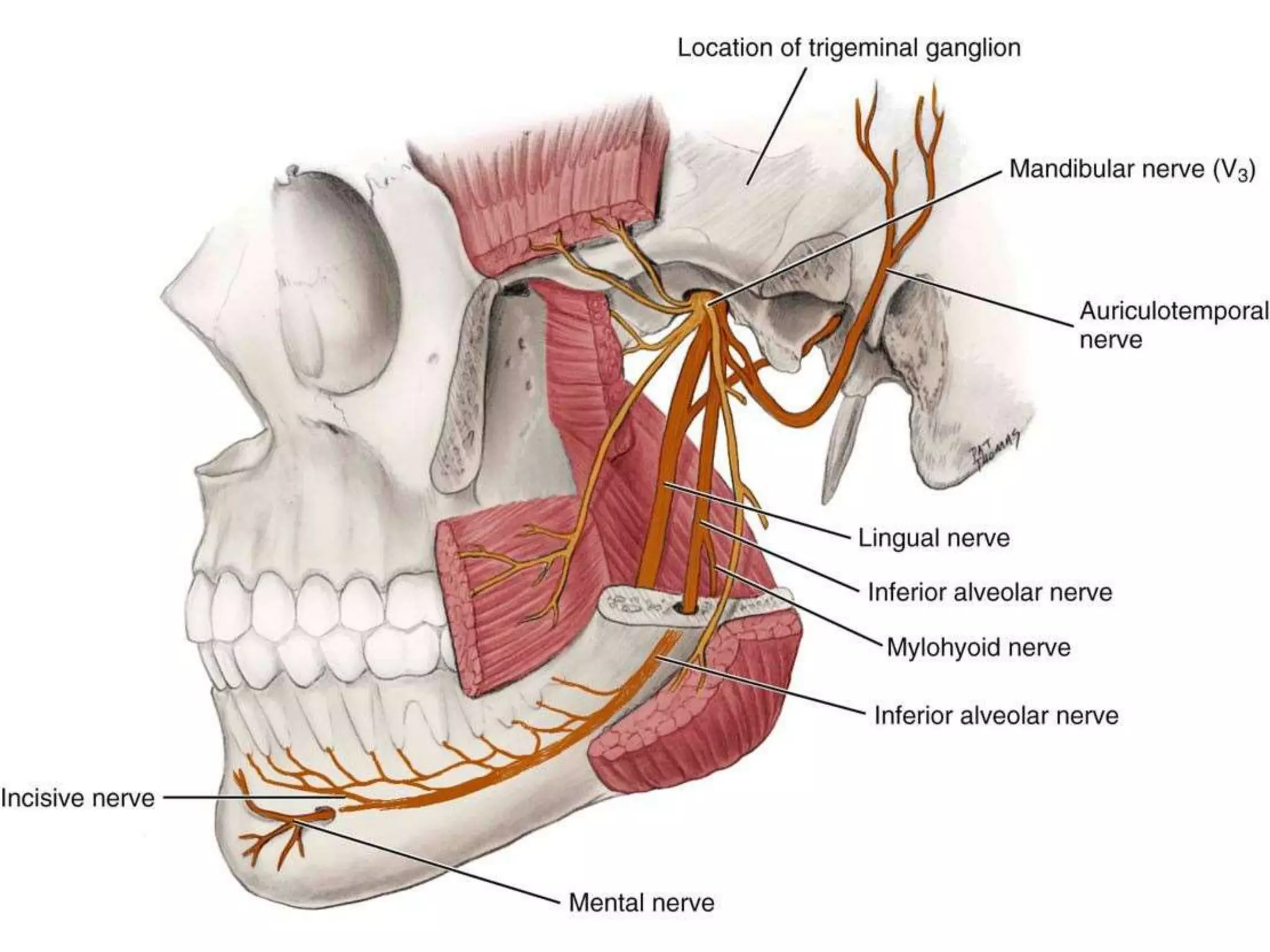 Innervation of teeth | PPTX