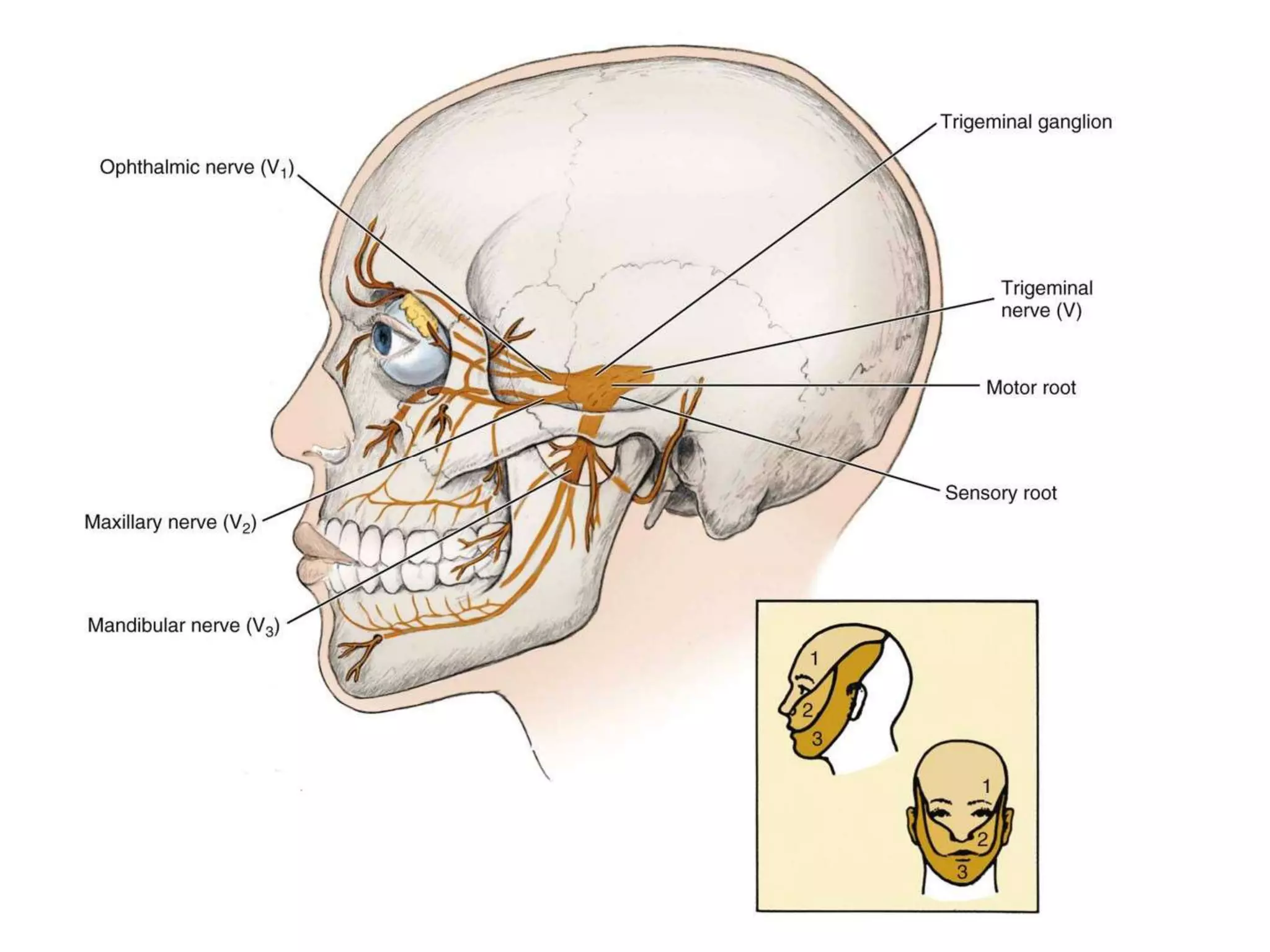 Innervation of teeth | PPTX