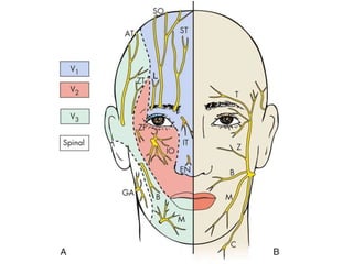 Innervation of teeth | PPTX