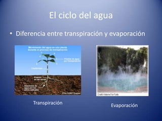 El ciclo del agua
• Diferencia entre transpiración y evaporación

Transpiración

Evaporación

 