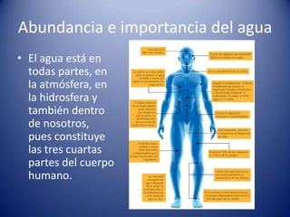 Abundancia e importancia del agua
• El agua está en
todas partes, en
la atmósfera, en
la hidrosfera y
también dentro
de nosotros,
pues constituye
las tres cuartas
partes del cuerpo
humano.

 
