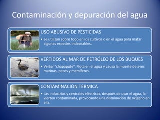 Contaminación y depuración del agua
USO ABUSIVO DE PESTICIDAS
• Se utilizan sobre todo en los cultivos o en el agua para matar
algunas especies indeseables.

VERTIDOS AL MAR DE PETRÓLEO DE LOS BUQUES
• Verter “chapapote”. Flota en el agua y causa la muerte de aves
marinas, peces y mamíferos.

CONTAMINACIÓN TÉRMICA
• Las industrias y centrales eléctricas, después de usar el agua, la
vierten contaminada, provocando una disminución de oxígeno en
ella.

 