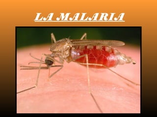 LA MALARIA
 