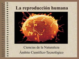 La reproducción humana

Ciencias de la Naturaleza
Ámbito Científico-Tecnológico

 