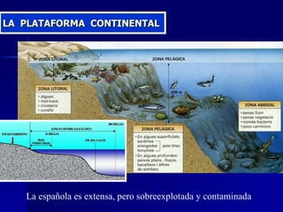 LA  PLATAFORMA  CONTINENTAL La española es extensa, pero sobreexplotada y contaminada 