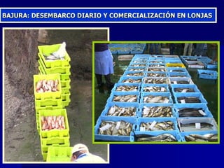 BAJURA: DESEMBARCO DIARIO Y COMERCIALIZACIÓN EN LONJAS 