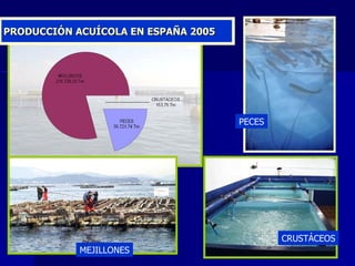 PRODUCCIÓN ACUÍCOLA EN ESPAÑA 2005 PECES CRUSTÁCEOS MEJILLONES 