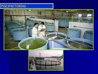 PISCIFACTORÍAS 