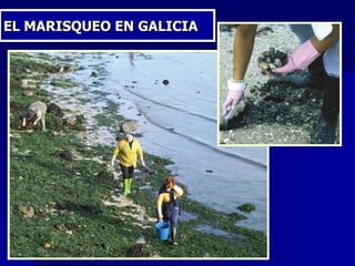 EL MARISQUEO EN GALICIA 