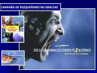 CAMPAÑA DE PEZQUEÑINES NO GRACIAS 