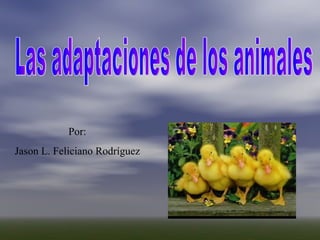 Por: Jason L. Feliciano Rodríguez Las adaptaciones de los animales 
