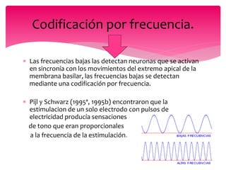  Las frecuencias bajas las detectan neuronas que se activan
en sincronía con los movimientos del extremo apical de la
membrana basilar, las frecuencias bajas se detectan
mediante una codificación por frecuencia.
 Pijl y Schwarz (1995ª, 1995b) encontraron que la
estimulacion de un solo electrodo con pulsos de
electricidad producía sensaciones
de tono que eran proporcionales
a la frecuencia de la estimulación.
Codificación por frecuencia.
 