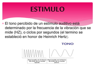  El tono percibido de un estímulo auditivo está
determinado por la frecuencia de la vibración que se
mide (HZ), o ciclos por segundos (el termino se
estableció en honor de Heinrich Hertz).
ESTIMULO
 