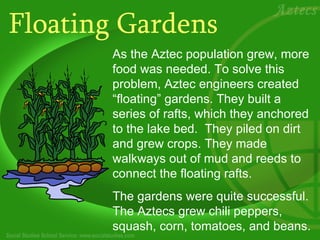 Floating Gardens As the Aztec population grew, more food was needed. To solve this problem, Aztec engineers created “floating” gardens. They built a series of rafts, which they anchored to the lake bed.  They piled on dirt and grew crops. They made walkways out of mud and reeds to connect the floating rafts.  The gardens were quite successful. The Aztecs grew chili peppers, squash, corn, tomatoes, and beans.  