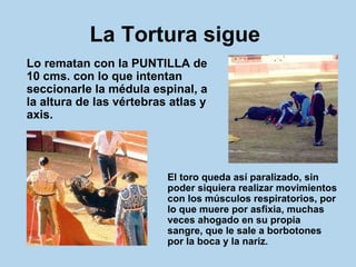 La Tortura sigue   Lo rematan con la PUNTILLA de 10 cms. con lo que intentan seccionarle la médula espinal, a la altura de las vértebras atlas y axis.  El toro queda así paralizado, sin poder siquiera realizar movimientos con los músculos respiratorios, por lo que muere por asfixia, muchas veces ahogado en su propia sangre, que le sale a borbotones por la boca y la nariz .   