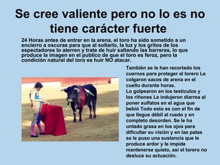 Se cree valiente pero no lo es no tiene carácter fuerte   24 Horas antes de entrar en la arena, el toro ha sido sometido a un encierro a oscuras para que al soltarlo, la luz y los gritos de los espectadores lo aterren y trate de huir saltando las barreras, lo que produce la imagen en el publico de que el toro es feroz, pero la condición natural del toro es huir NO atacar.  También se le han recortado los cuernos para proteger al torero Le colgaron sacos de arena en el cuello durante horas.  Lo golpearon en los testículos y los riñones Le indujeron diarrea al poner sulfatos en el agua que bebió Todo esto es con el fin de que llegue débil al ruedo y en completo desorden. Se le ha untado grasa en los ojos para dificultar su visión y en las patas se le puso una sustancia que le produce ardor y le impide mantenerse quieto, así el torero no desluce su actuación. 