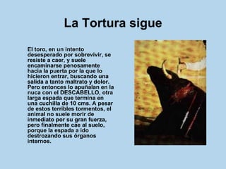 La Tortura sigue El toro, en un intento desesperado por sobrevivir, se resiste a caer, y suele encaminarse penosamente hacia la puerta por la que lo hicieron entrar, buscando una salida a tanto maltrato y dolor. Pero entonces lo apuñalan en la nuca con el DESCABELLO, otra larga espada que termina en una cuchilla de 10 cms. A pesar de estos terribles tormentos, el animal no suele morir de inmediato por su gran fuerza, pero finalmente cae al suelo, porque la espada a ido destrozando sus órganos internos.  