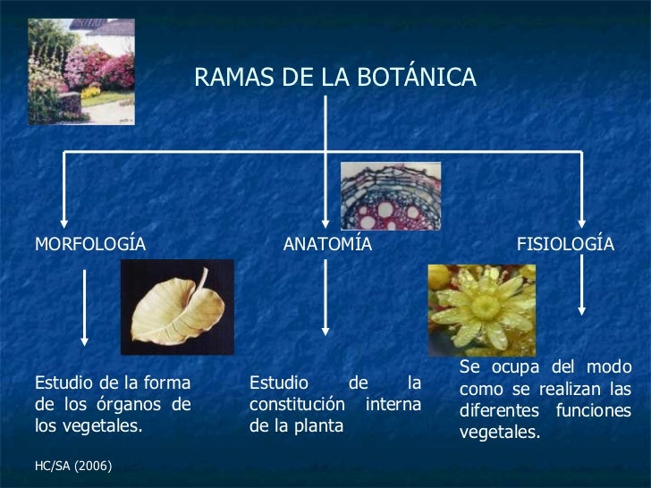 La BotáNica Como Ciencia La BotáNica Como Ciencia