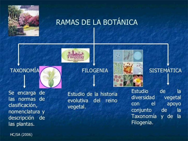 La BotáNica Como Ciencia La BotáNica Como Ciencia