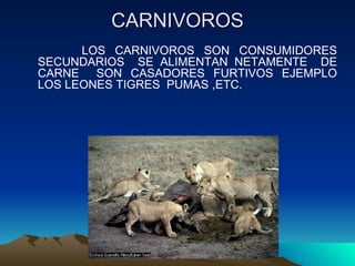CARNIVOROS LOS CARNIVOROS SON CONSUMIDORES SECUNDARIOS  SE ALIMENTAN NETAMENTE  DE CARNE  SON CASADORES FURTIVOS EJEMPLO LOS LEONES TIGRES  PUMAS ,ETC. 