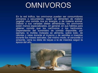 OMNIVOROS En la red trófica, los omnívoros pueden ser consumidores primarios o secundarios; según se alimenten de materia vegetal, una comida rica en energía, o de materia animal. Debido a sus variadas dietas alimenticias, los omnívoros están menos especializados, en general, en sus hábitos para obtener comida que los carnívoros o los herbívoros. Dependiendo del suministro de comida disponible, por ejemplo, la mofeta moteada se alimenta, sobre todo, de ratones y ratas durante el invierno y de semillas e insectos durante los meses estivales. Del mismo modo, el cenzontle o sinsonte, varía su dieta de bayas a la de insectos según la época del año. . 
