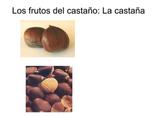 LA CASTAÑA | PPT