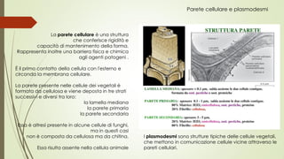 Strati Cellula La-cellula-eucariote-e-i-tessuti-animali.pdf