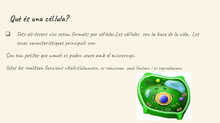 Què és una cél.lula?
❏ Tots els éssers vius estan formats per cèl·lules.Les cèl·lules son la base de la vida.. Les
seves característiques principals son:
Son tan petites que només es poden veure amb el microscopi.
Totes les realitzen funcions vitals:s’alimenten, es relacionen amb l’entorn i es reprodueixen.
 