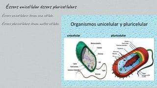 Éssers unicel·lular éssers pluricel·lulars
Éssers unicel·lulars: tenen una cèl·lula .
Éssers pluricel·lulars: tenen moltes cèl·lules.
 