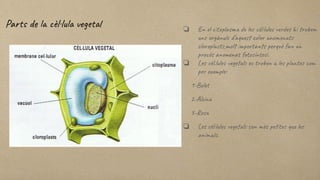 ❏ En el citoplasma de les cèl·lules verdes hi trobem
uns orgànuls d’aquest color anomenats
cloroplasts,molt importants perquè fan un
procés anomenat fotosíntesi.
❏ Les cèl.lules vegetals es troben a les plantes com
per exemple:
1-Bolet
2-Alzina
3-Rosa
❏ Les cèl·lules vegetals son mès petites que les
animals.
Parts de la cèl·lula vegetal
 