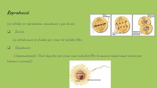 Reproducció
Les cèl·lules es reprodueixen sexualment o per divisió.
❏ Divisió:
-La cèl·lula mare es divideix per crear les cel.lules ﬁlles.
❏ Sexualment:
-L’espermatozoide i l'òvul s’ajunten per crear nous individus.(Per la manera sexual nomes serveix per
humans o animals).
 