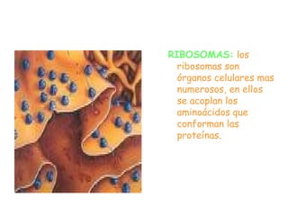 LA CELULA | PPT