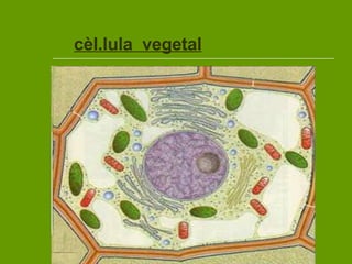 cèl.lula  vegetal   